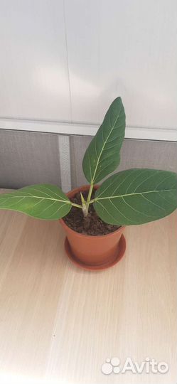 Фикус Бенгальский Андре