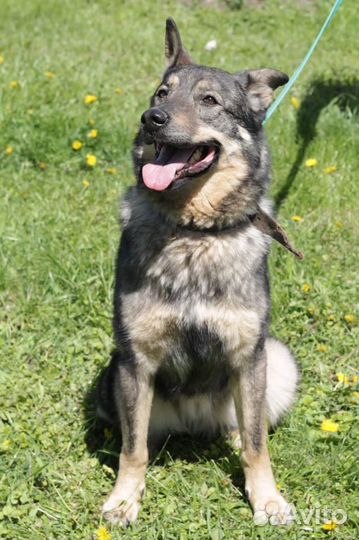 Мир за решеткой.Собака в дар в добрые руки