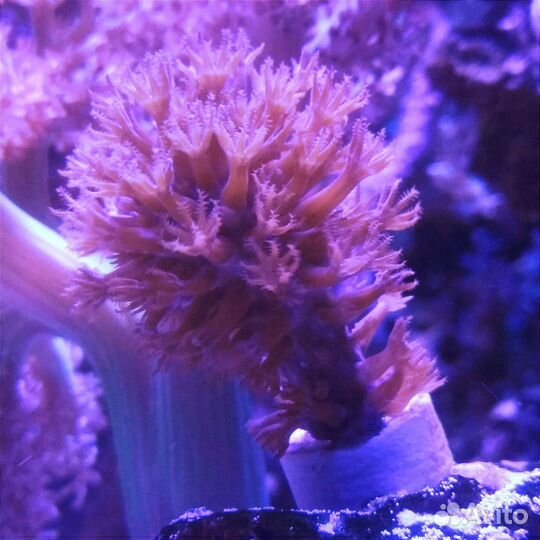 Кораллы для морского аквариума