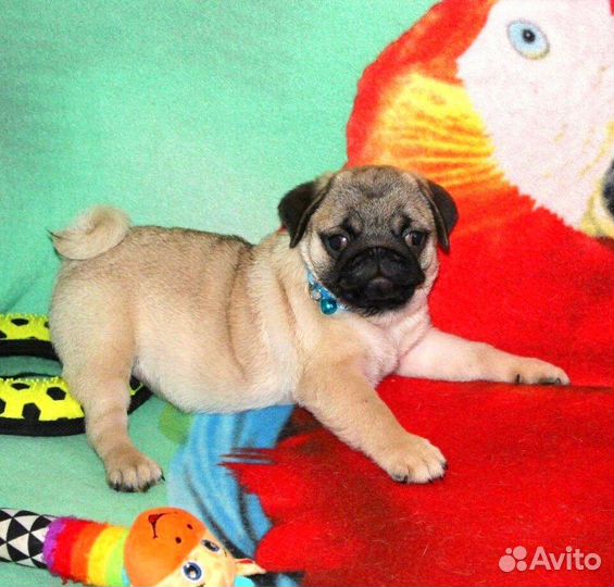 Щенки мопса Мальчики