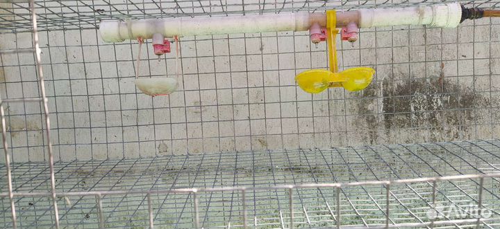 Клетки для ререпелов