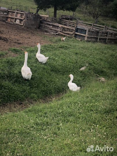 Холмогорские гуси