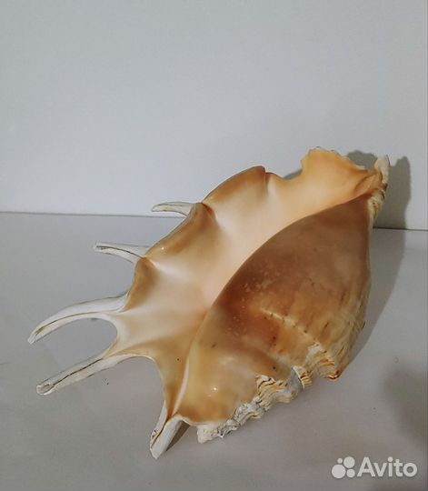 Ракушки для аквариума