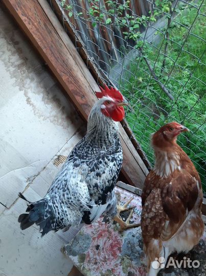 Молодые петухи