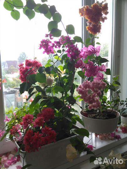 Бугенвиллия