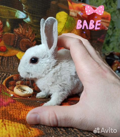 Маленькие кролики карликовые