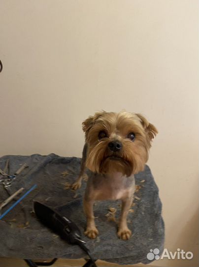 Стрижка животных