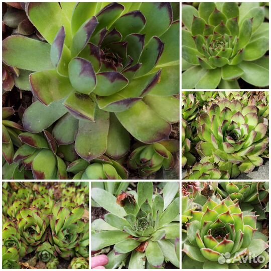 Молодило (каменная роза) разные сорта