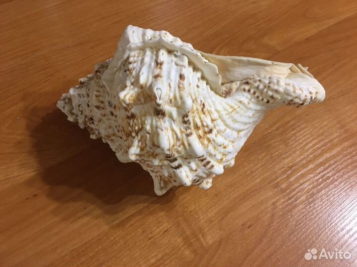 Ракушка морская