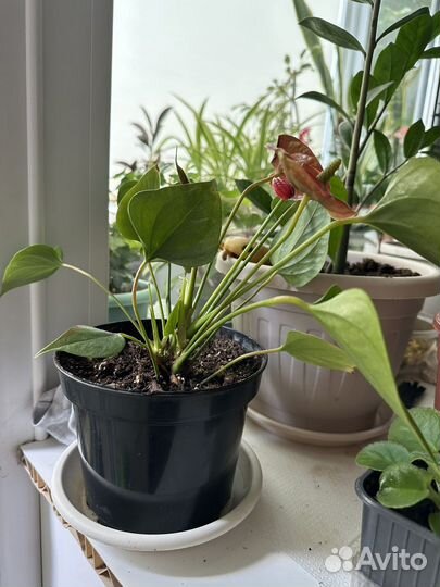 Антуриум мужское счастье