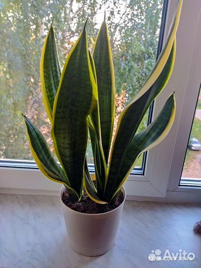 Сансевиерия