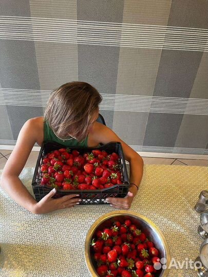 Рассада клубники