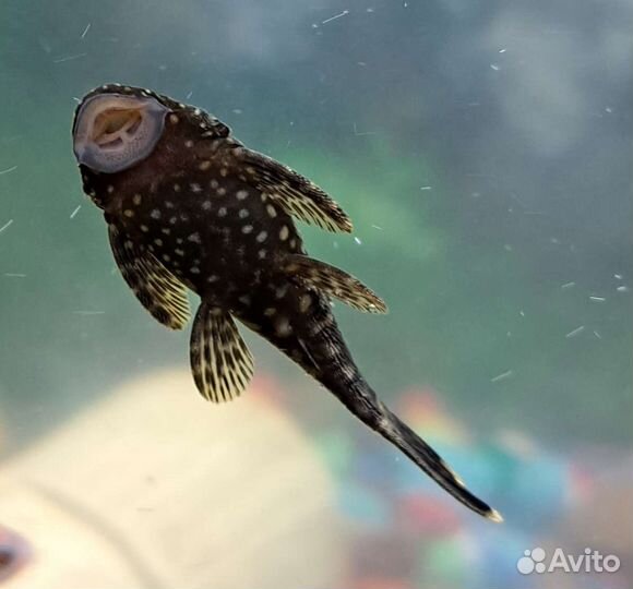 Аквариумные рыбки