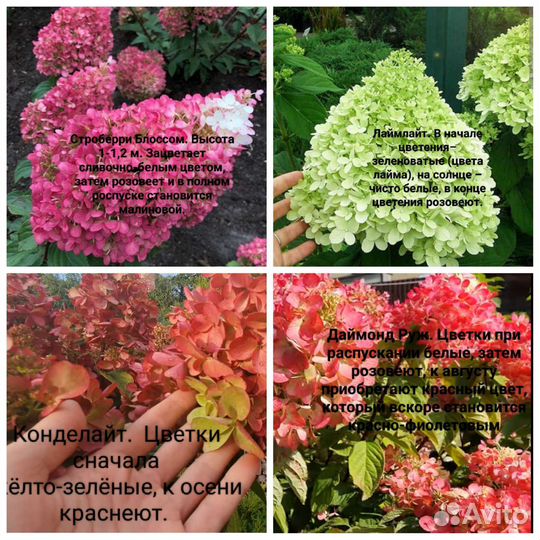 Саженцы гортензии метельчатая