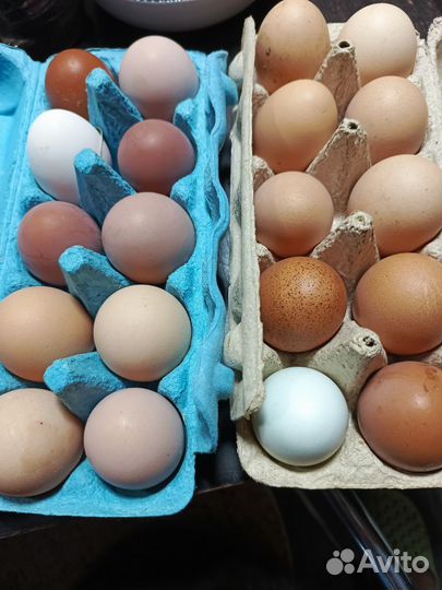 Инкубационное яйцо