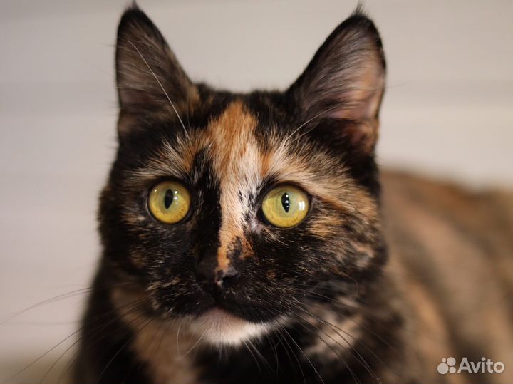 Кошки в добрые руки