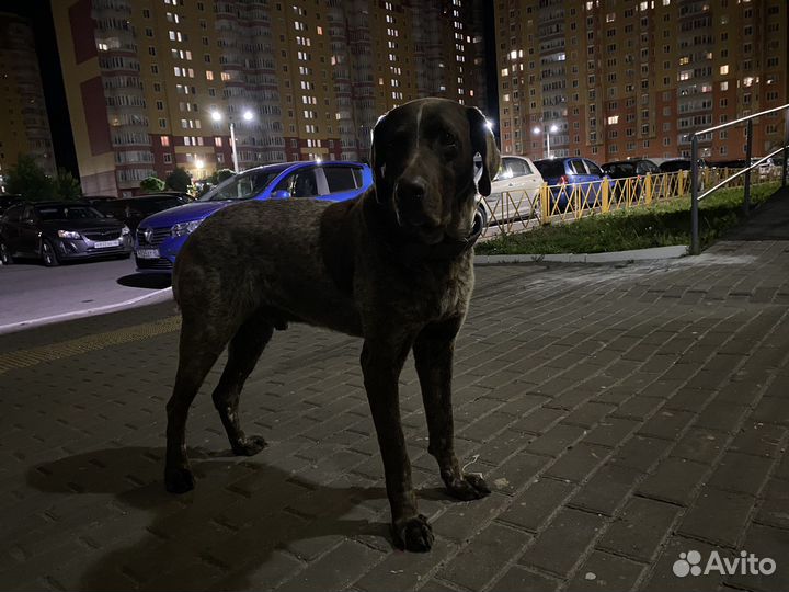 Собака в добрые руки отдам бесплатно