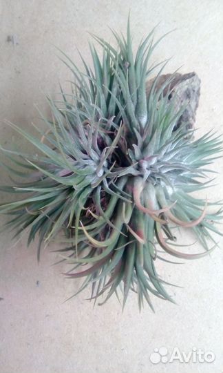 Тилландсия