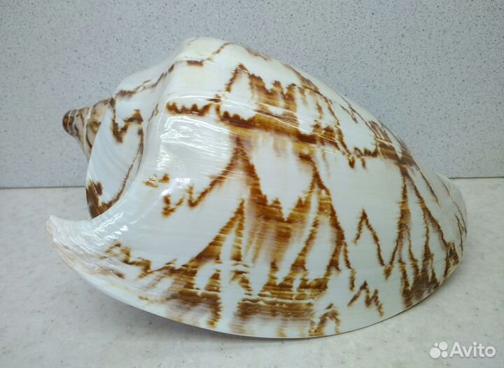 Валюта Нобилис 17,30 морская раковина