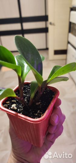 Фикус и Пеперомия туполистная