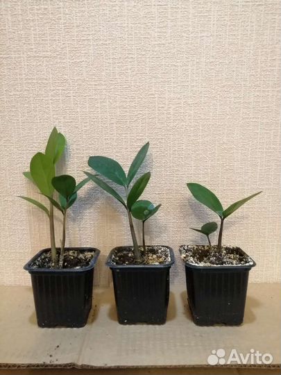 Замиокулькас