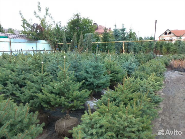 Ель колючая (голубая, зеленая, сизая)