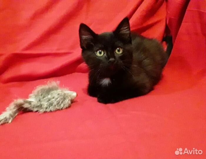 Котята - Черные Пантерчики в дар в добрые руки