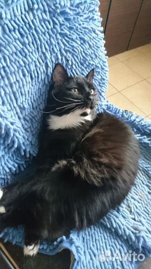 Котик в добрые руки