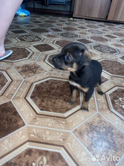 Мини той-терьер щенки