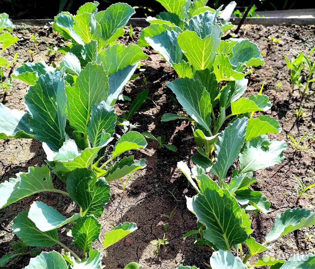 Рассада овощей