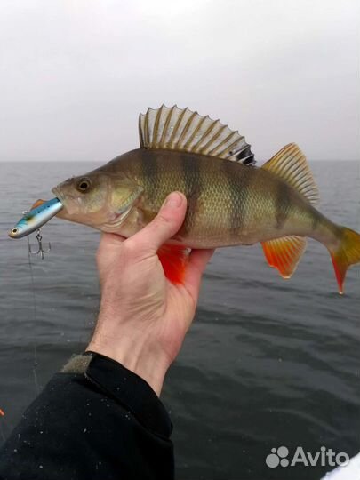 Платная рыбалка