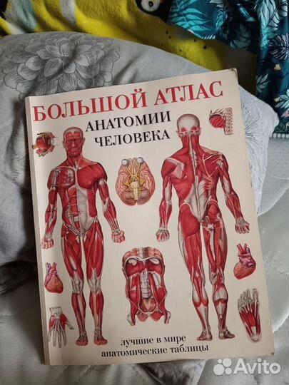 Анатомия человека