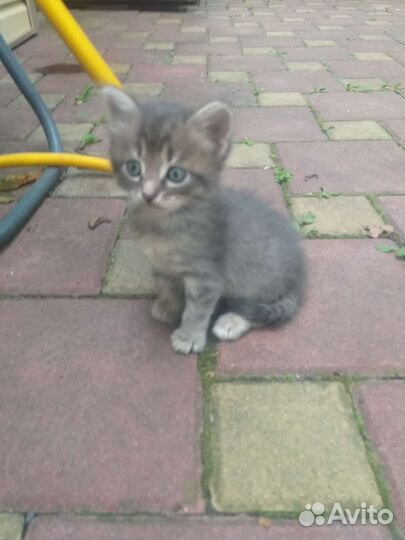 Котята от сибирской кошки