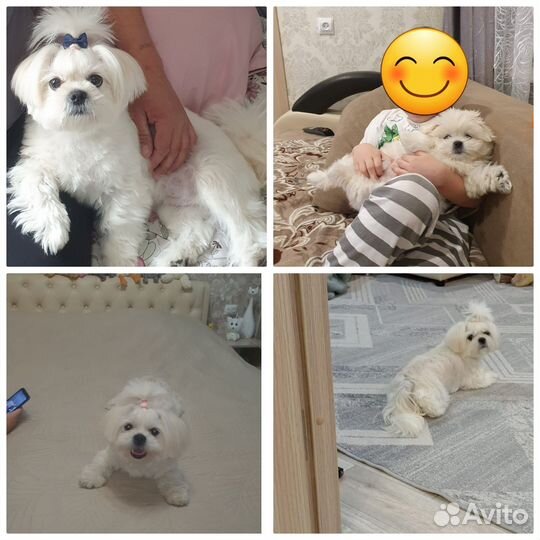 Щенки болонки