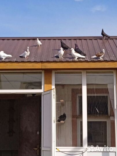 Бойные голуби