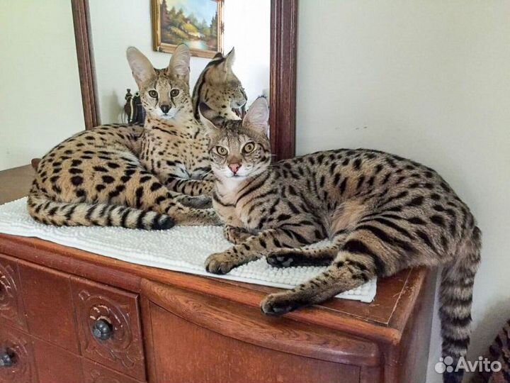 Помощь в выборе котенка любой породы и уход за ним