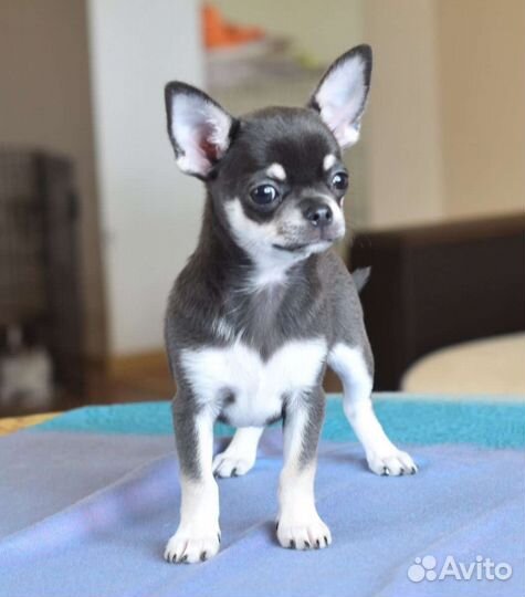 Щенки чихуахуа большой выбор