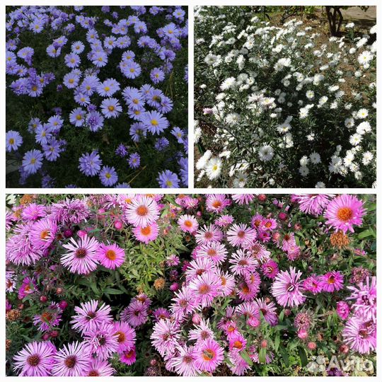 Многолетние цветы для сада