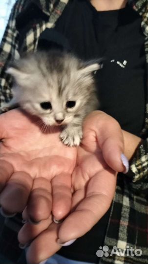 Кошки в добрые руки бесплатно