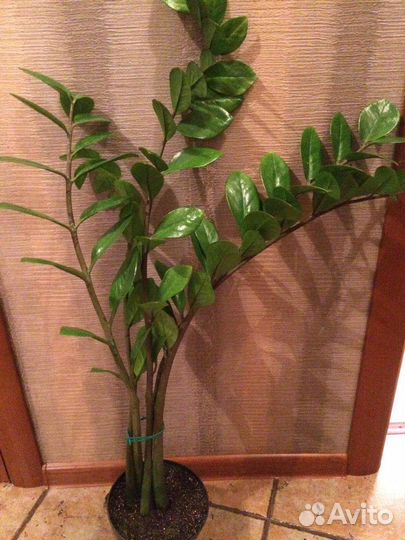 Замиокулькас