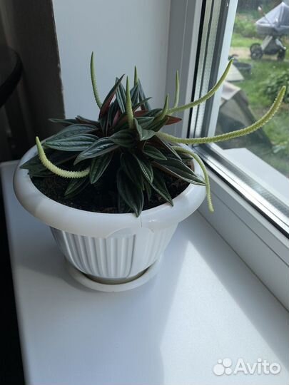 Пеперомия Россо