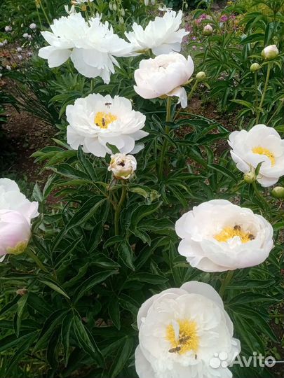 Цветы пиона