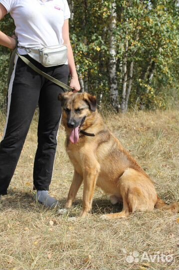 Собака в добрые руки