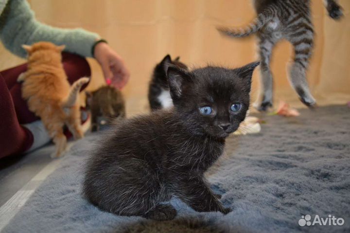 Кошки в добрые руки бесплатно