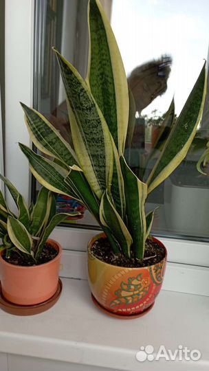 Сансевиерия Футура