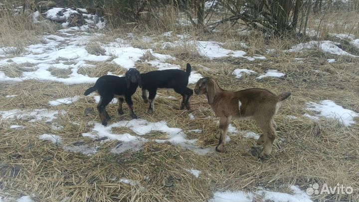 Нубийские козлята