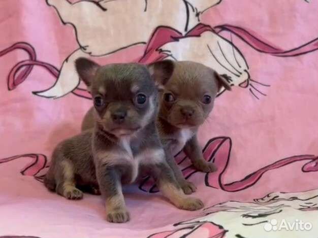 Шикарные кукольные девочки чихуахуа