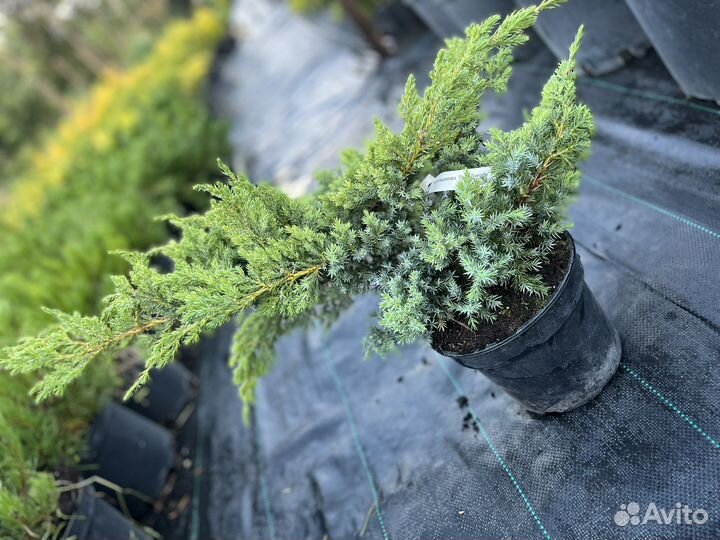 Хвойные растения