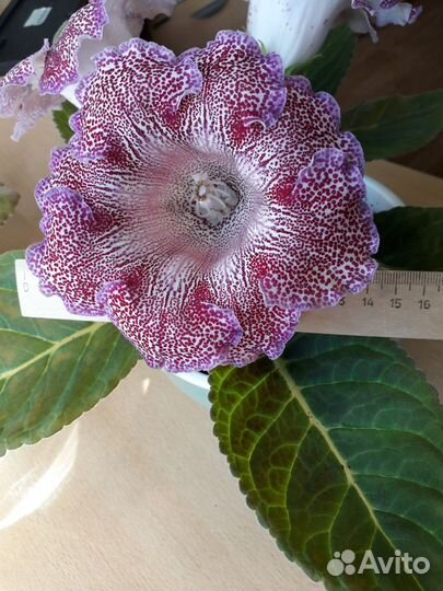 Глоксиния гигант-Тигрина-детки