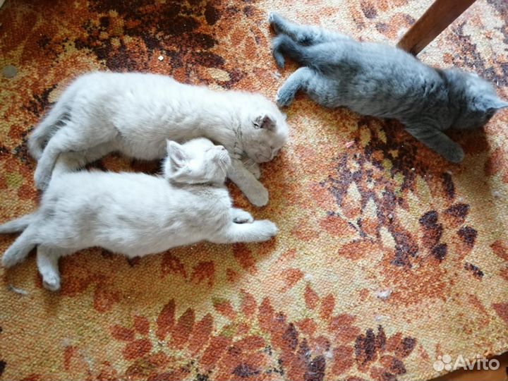 Шотландские котята